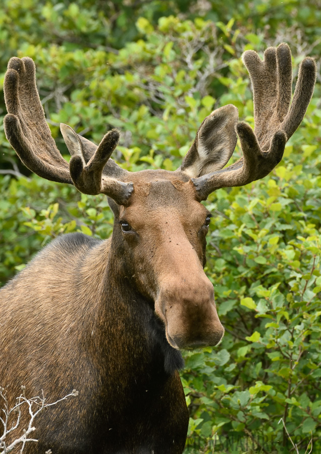 Alces alces americana [380 mm, 1/400 sec at f / 8.0, ISO 1600]